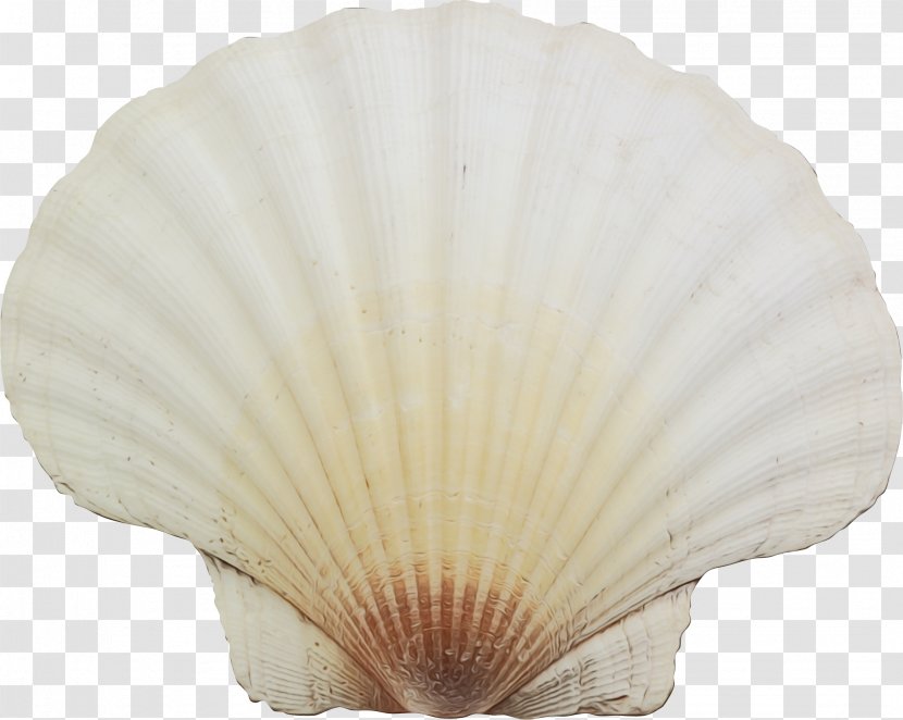 Seashell White - Natural Material Shellfish Transparent PNG