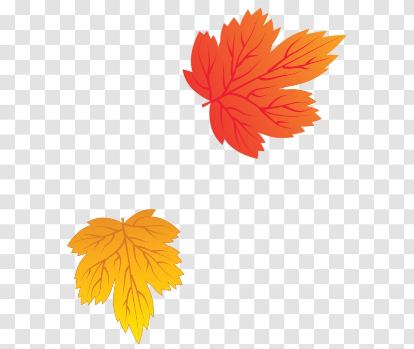 Leaf Autumn Leaves Clip Art - Daisy Family Transparent PNG