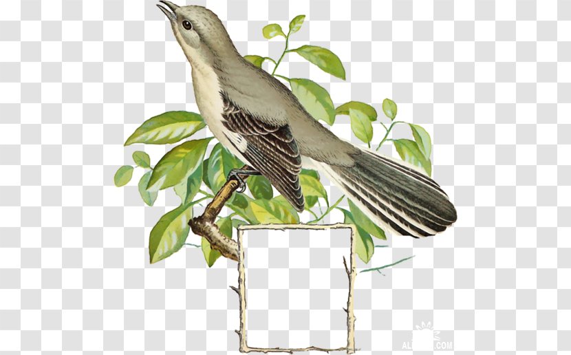 Bird Common Nightingale Clip Art - Twig Transparent PNG