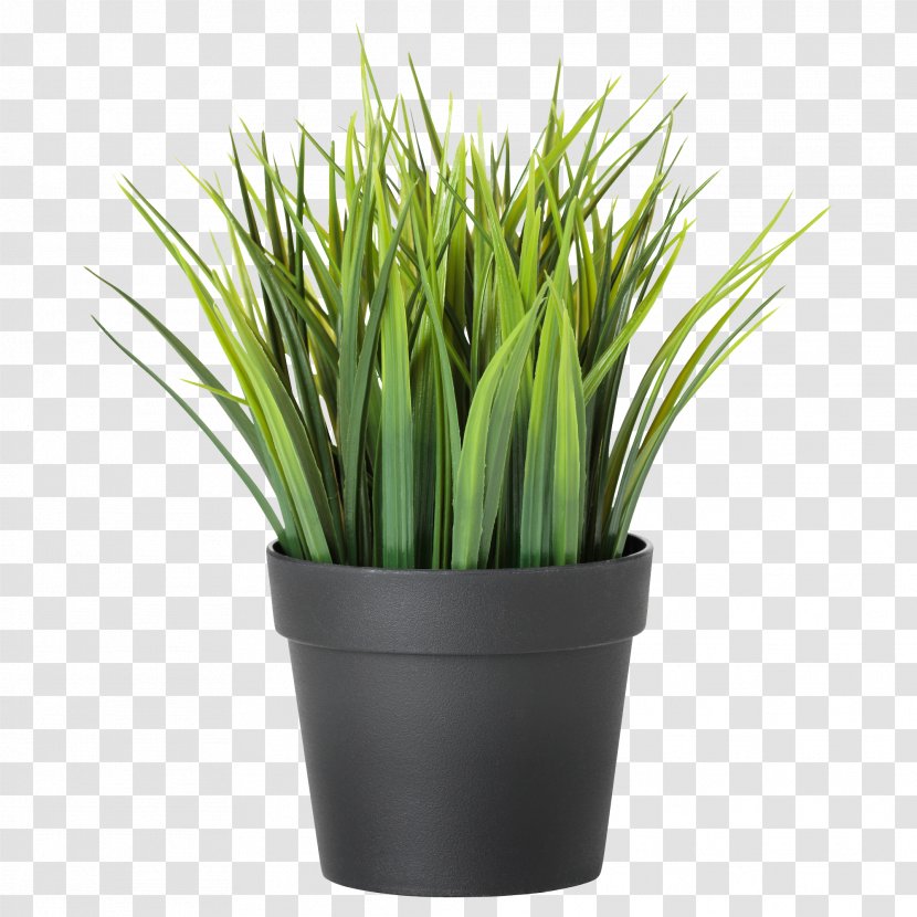Houseplant Flowerpot Plants For The Home Bamboo - Wheatgrass Transparent PNG