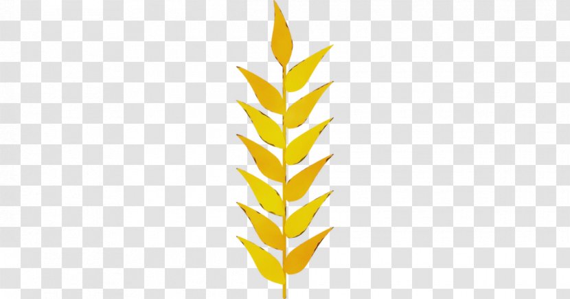 Leaf Yellow Plant Grass Family Vascular Transparent PNG