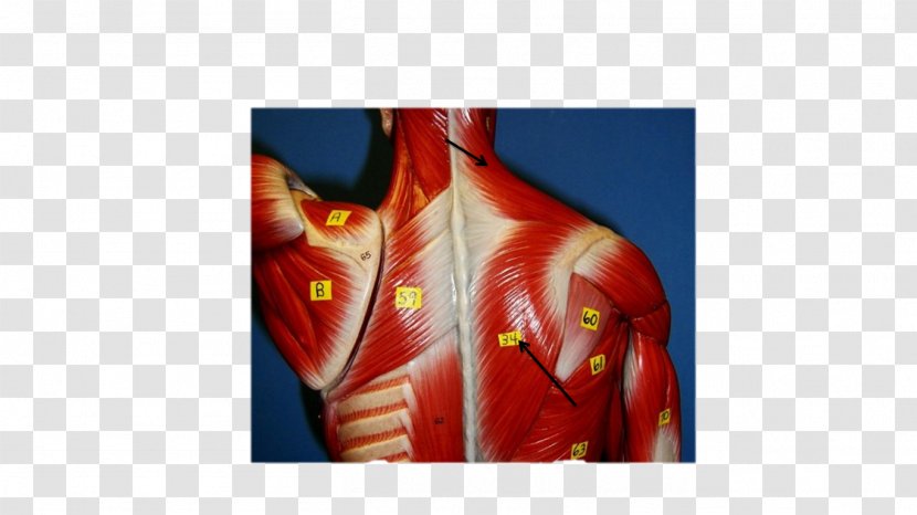 Shoulder Rhomboid Major Muscle Gracilis Muscles - Flower - Trapezius Transparent PNG