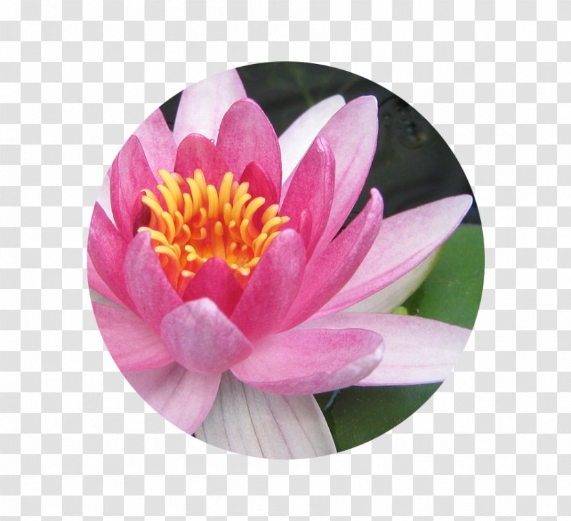 Egyptian Lotus Aquatic Plants Pink Flowers Nelumbo Nucifera - Peony - Water Flower Transparent PNG