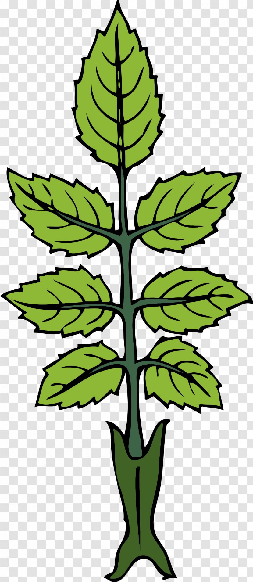 Peppermint Rose Plant Clip Art - Herb - Mint Leaf Transparent PNG
