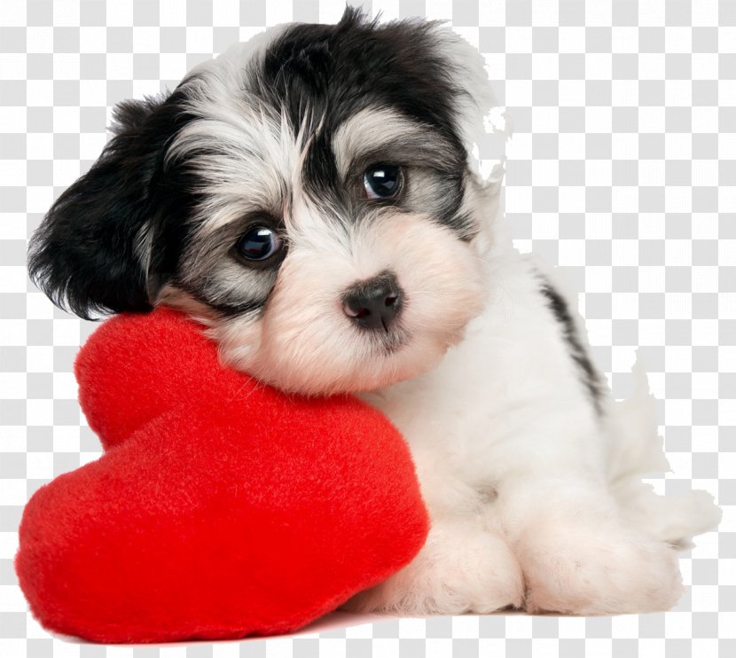 Puppy Havanese Dog Valentine's Day Pet What Dog? - Crossbreeds - Lovely Transparent PNG