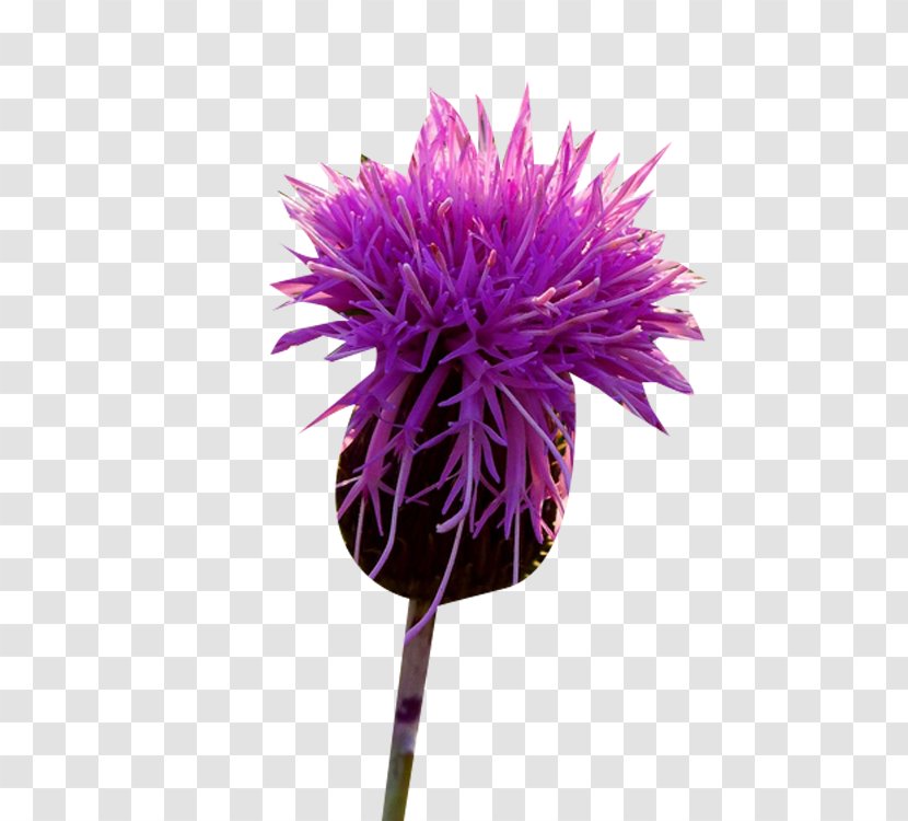 Milk Thistle - Magenta - Grass Buds Picture Material Transparent PNG