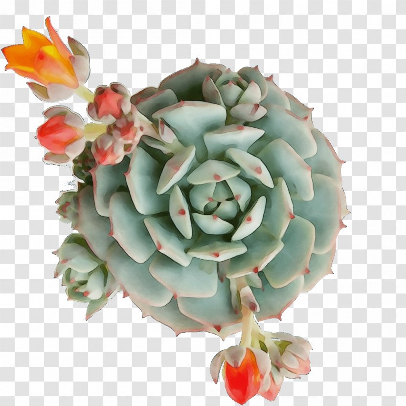 Watercolor Flower Background - Cactus Et Succulentes - Petal Pachyphytum Transparent PNG