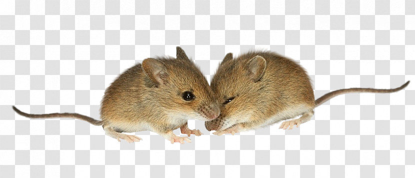 Mouse Rat Meadow Jumping Mouse Degu Muridae Transparent PNG