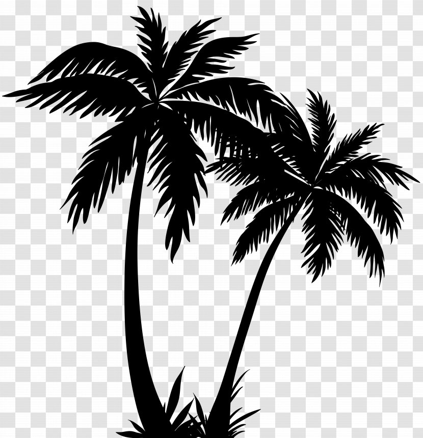 Palm Tree - Elaeis - Attalea Speciosa Transparent PNG