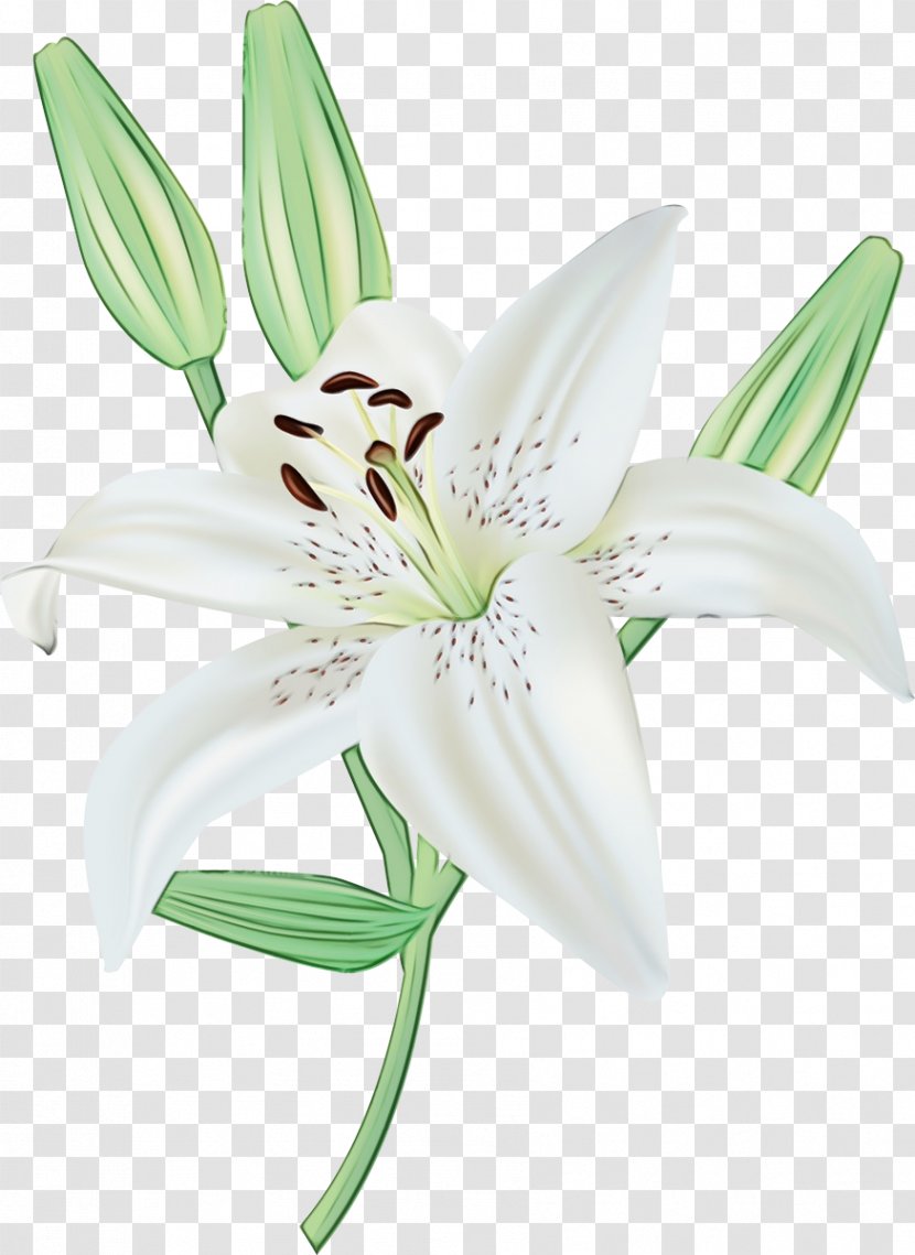 White Lily Flower - Stargazer - Order Perennial Plant Transparent PNG