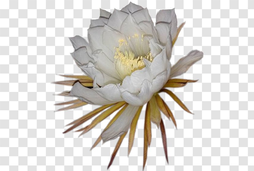 Large-flowered Cactus Epiphyllum Cactaceae Night Plant - Elder Flower Transparent PNG