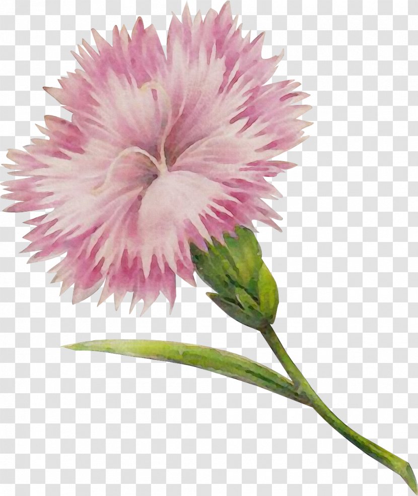 Flower Flowering Plant Pink Petal - Family Carnation Transparent PNG