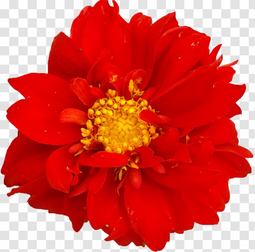 Chrysanthemum Cut Flowers Petal Family Transparent PNG