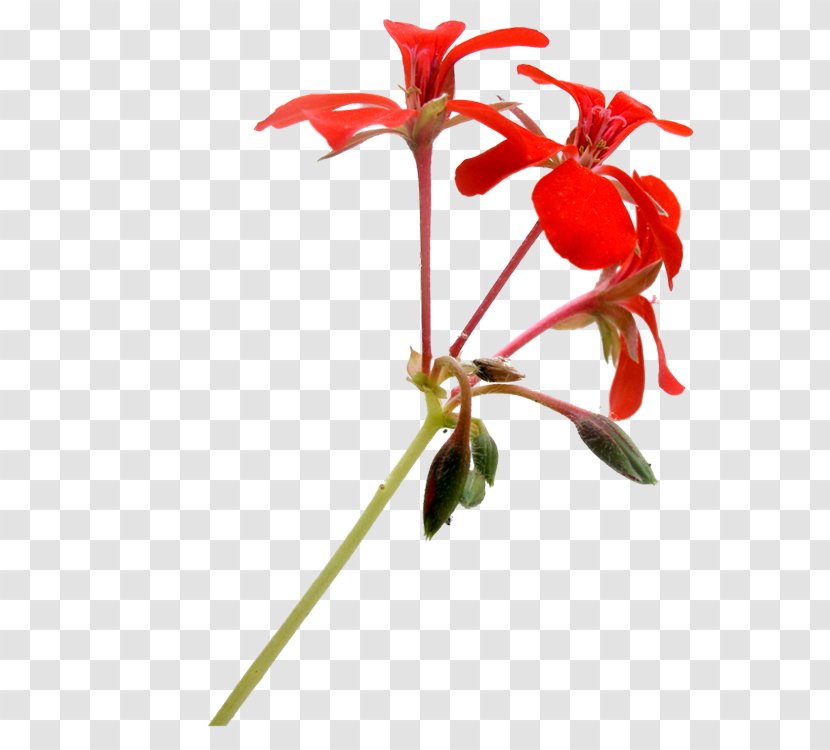 Red Floral Design Flower - Photography - Decoration Pattern Transparent PNG
