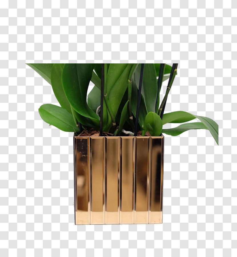 Houseplant Flowerpot Product Design - Table - Moth Orchids Transparent PNG