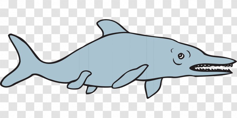 Common Bottlenose Dolphin Tucuxi Rough-toothed Shark Fish - Rough Toothed Transparent PNG