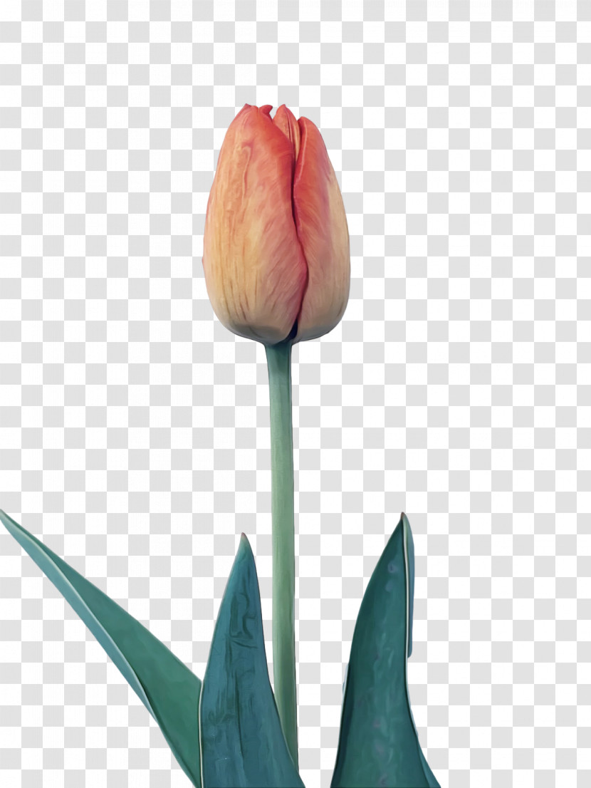 Plant Stem Tulip Lilies Petal Bud Transparent PNG