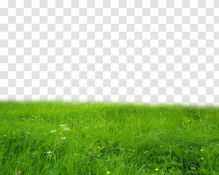 Lawn Icon - Grass Family - High-Quality Transparent PNG
