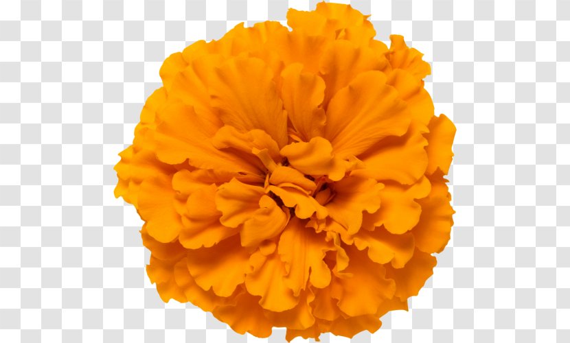 Mexican Marigold Calendula Officinalis Glebionis Segetum Flower Orange - Stock Photography Transparent PNG