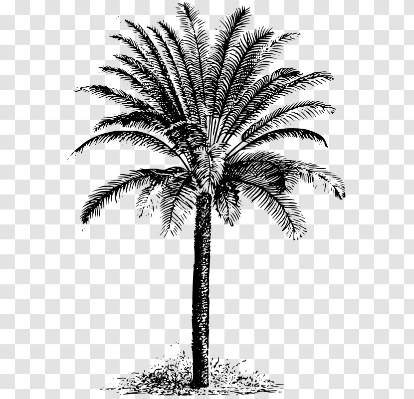 Cycad Drawing Clip Art - Flowering Plant - Evergreen Transparent PNG