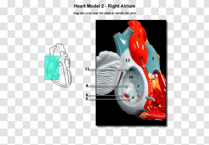 Atrium Heart Anatomy Ventricle Physiology - Jaw Transparent PNG