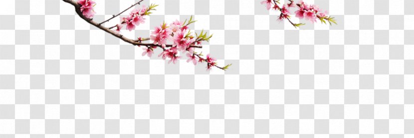 Plum Blossom - Floristry - Antique Pattern Design With Modern Elements Transparent PNG