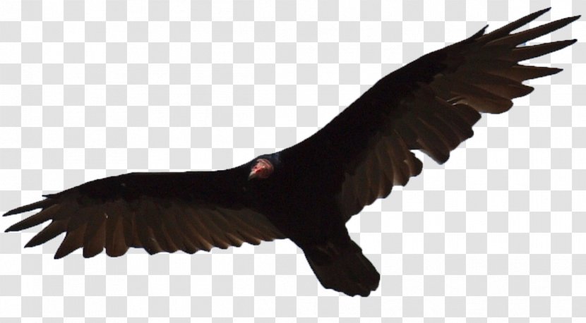 Turkey Vulture Eagle Bird Egyptian - Buzzard Transparent PNG