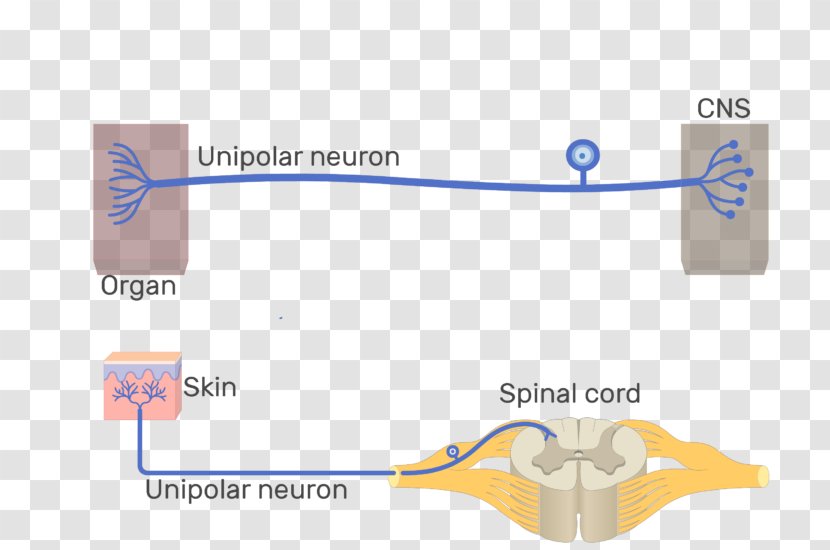 Pseudounipolar Neuron Multipolar Bipolar - Central Nervous System Transparent PNG