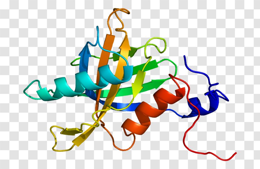 TENC1 Protein Gene Human Tensin - Kinase B Transparent PNG
