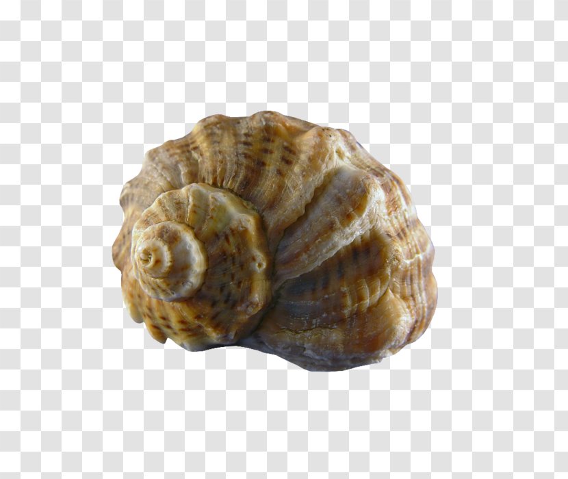 Conchology Sea Snail Seashell - Nautilida - Conch Transparent PNG