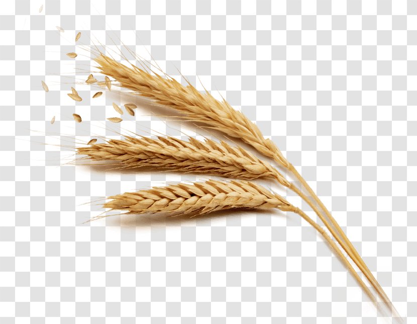 Wheat Cereal Millet - Germ - Pattern Transparent PNG