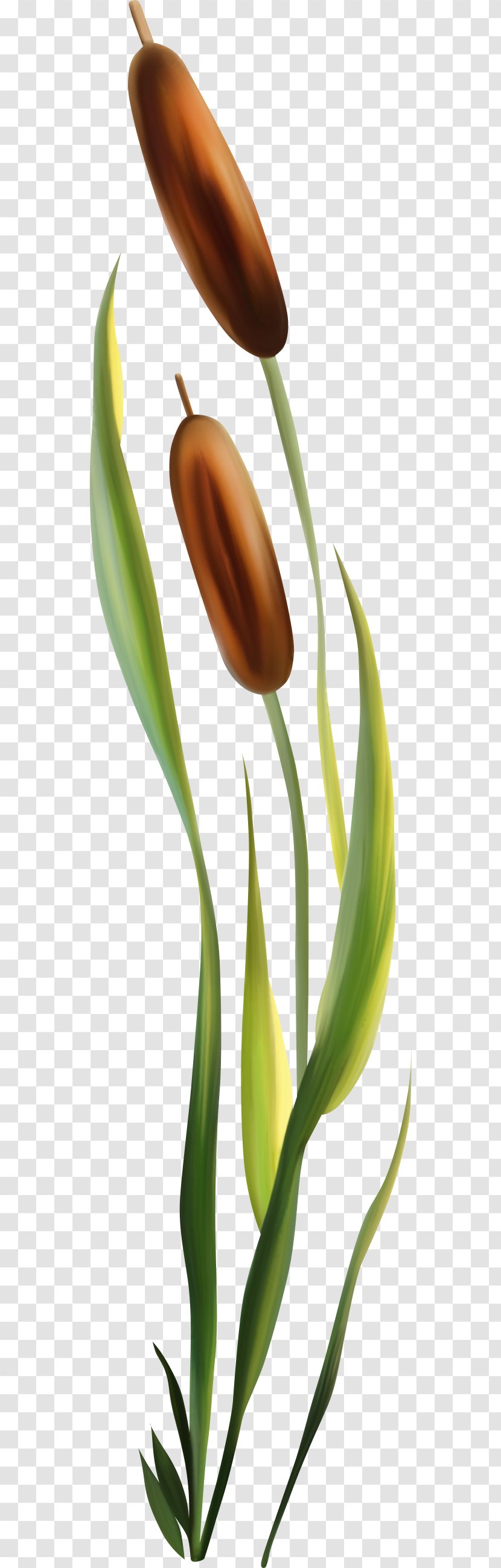 Scirpus Photography Aquatic Plants Clip Art - Flora - Bunch Grass Transparent PNG
