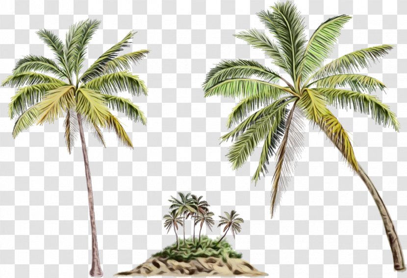 Coconut Tree Drawing - Woody Plant - Areca Nut Stem Transparent PNG