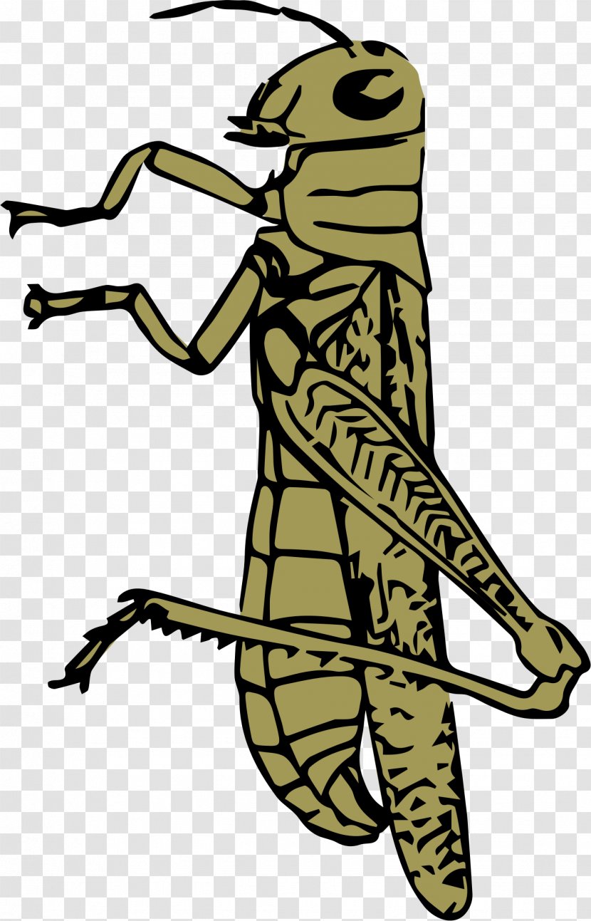 Insect Grasshopper Clip Art - Photography Transparent PNG
