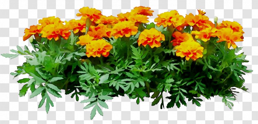 Chrysanthemum Annual Plant Herbaceous Cut Flowers - Tagetes Patula - Plants Transparent PNG