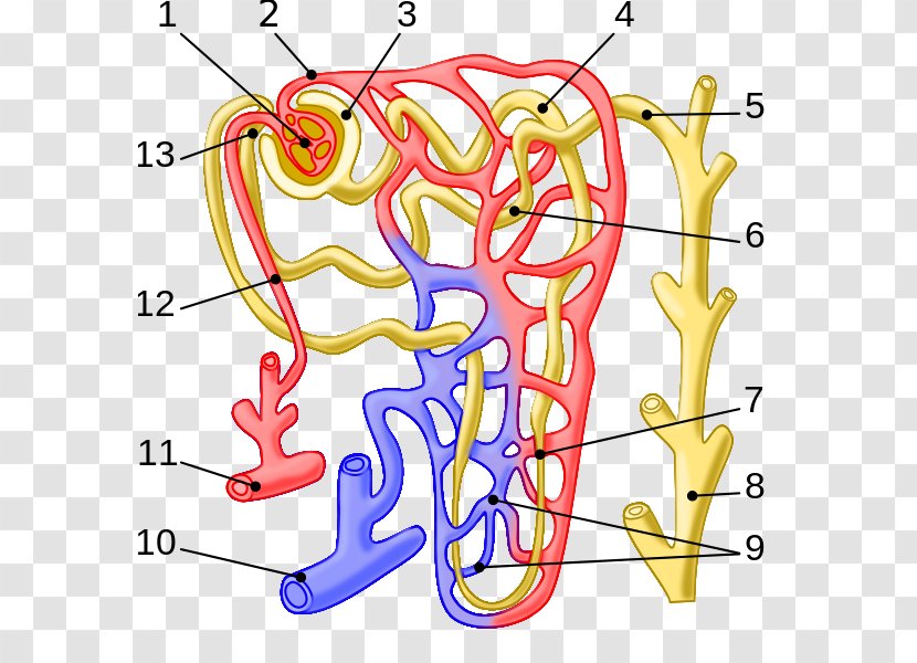 Nephron Arcuate Vein Kidney Efferent Arteriole Glomerulus - Heart Transparent PNG