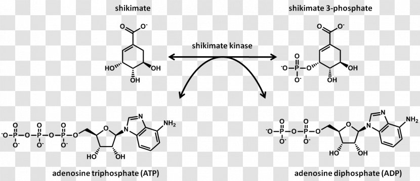Shikimic Acid Shikimate Kinase Pathway Protein - Cartoon - Enzyme Transparent PNG