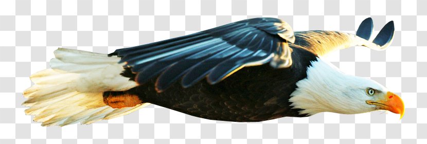 Bald Eagle Bird Beak Desktop Wallpaper - Animal Transparent PNG