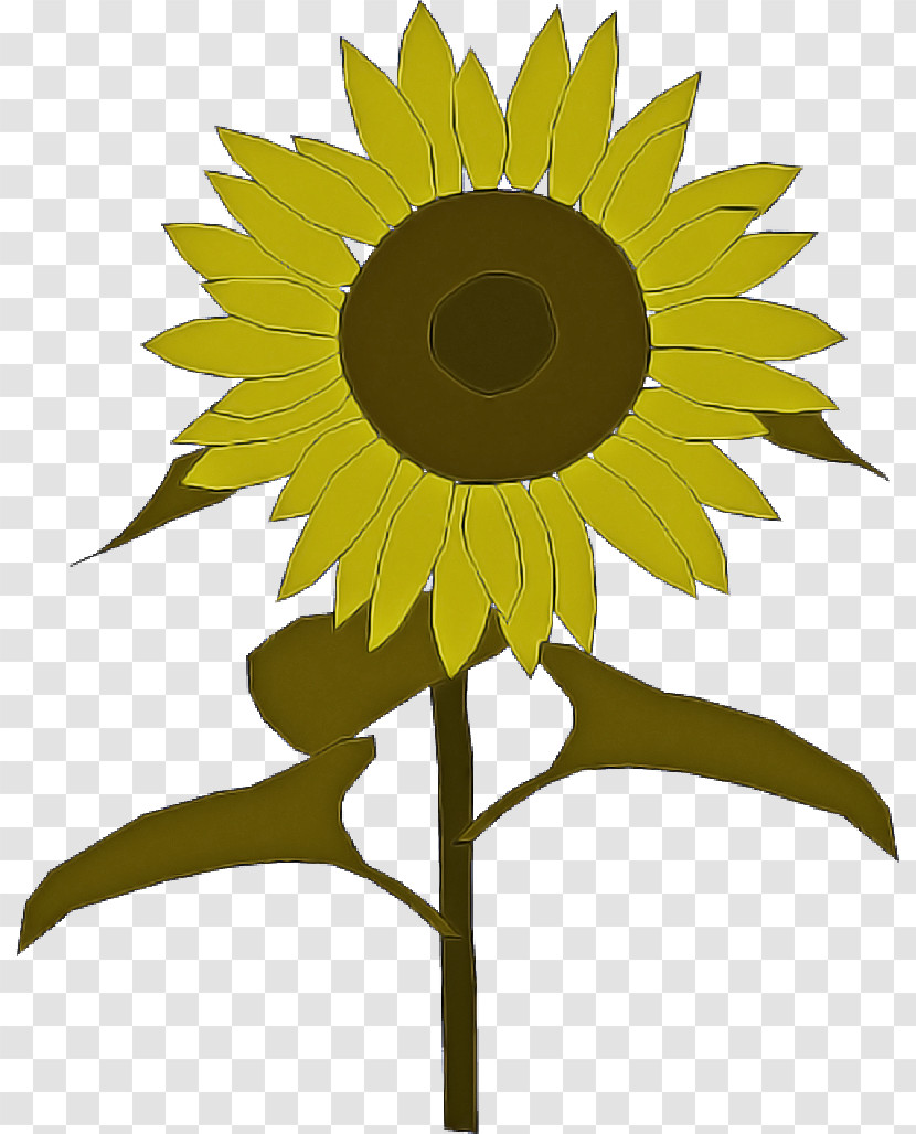 Sunflower Transparent PNG