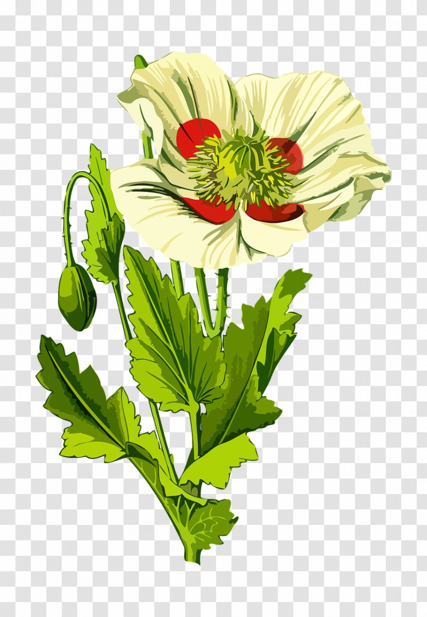 Opium Poppy Common Plant Seed - Flowering - Botanical Flowers Transparent PNG