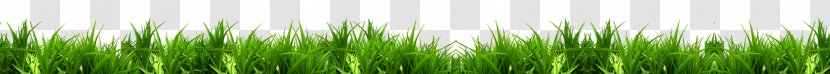 Vetiver Wheatgrass Green Plant Stem Chrysopogon Transparent PNG