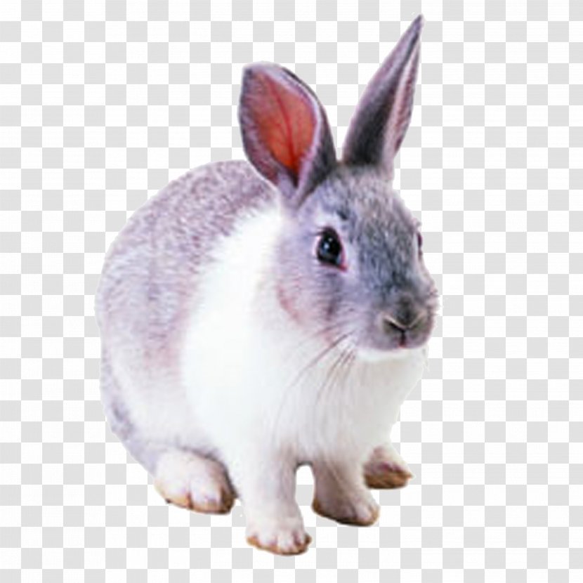 Netherland Dwarf Rabbit Hare Cottontail Domestic Transparent PNG