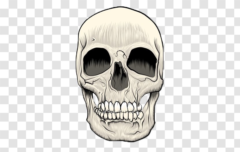 Skull Technical Illustration - Head Transparent PNG