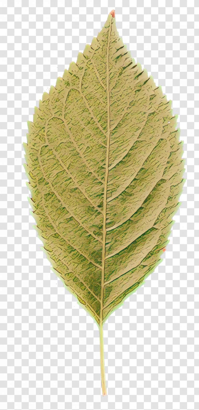 Leaf Plant Stem Plants - Swamp Birch - Flower Transparent PNG