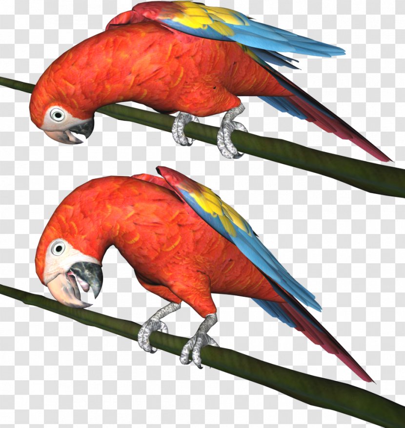 Bird Parrot Parakeet Clip Art - Macaw Transparent PNG