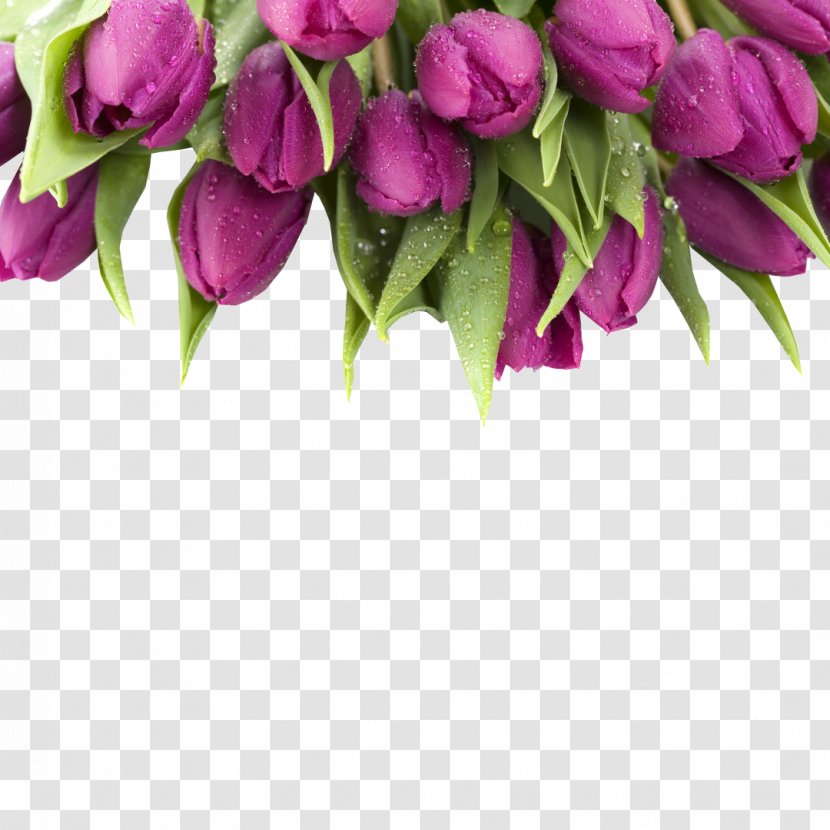 Tulip Desktop Wallpaper Flower Purple Innovation 1080p Transparent PNG