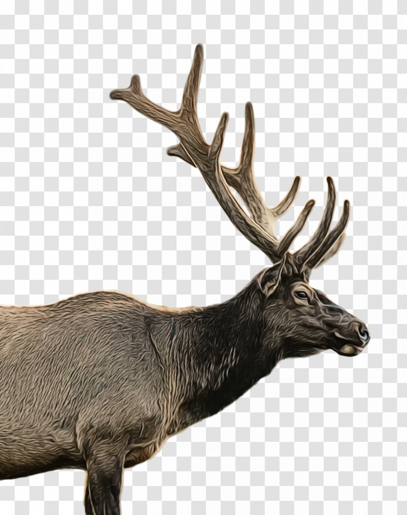 Reindeer Transparent PNG