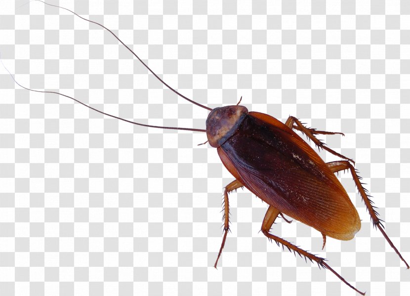 American Cockroach Clip Art - Pest Control - Roach Transparent PNG