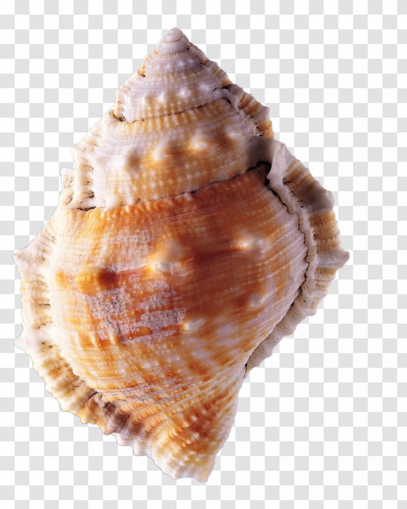 Mussel Seashell Conch Transparent PNG