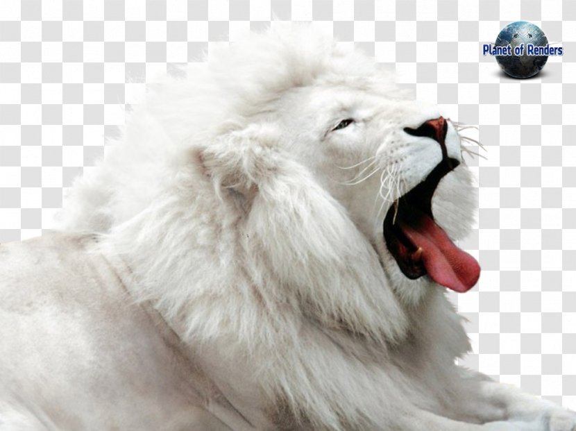 White Lion Leopard Cheetah Cougar - Dog Breed Group Transparent PNG